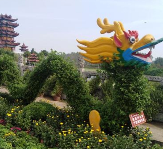 菊花造型設計
